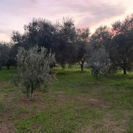Graziosa 3* Албиния